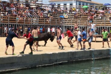 Bous a la Mar de Dénia en la sesión del jueves a mediodía 02