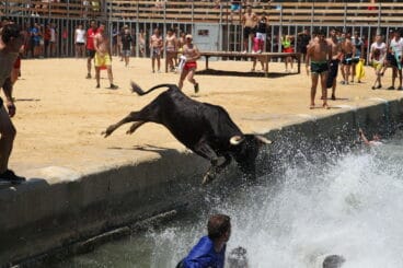 Bous a la Mar de Dénia en la sesión del jueves a mediodía 06