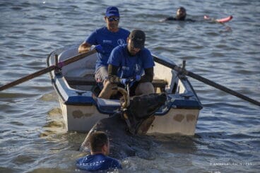 Toro en el agua durante los festejos de Dénia, por Aitor Garmendia