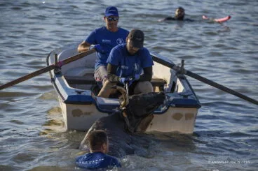 Toro en el agua durante los festejos de Dénia, por Aitor Garmendia