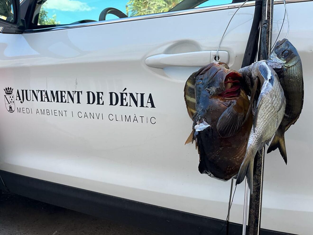 Captura del pescador furtivo en la reserva de Dénia