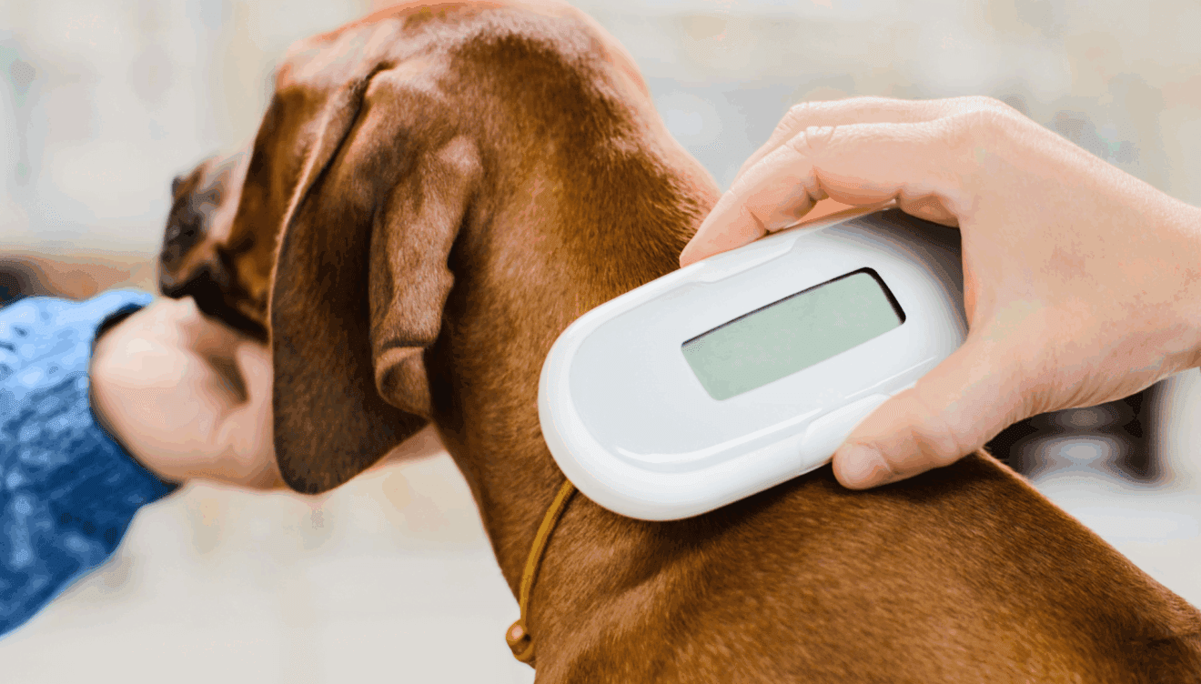 Chip para encontrar a tu mascota - Clínica veterinaria El Saladar