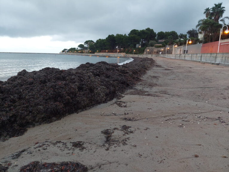Barrera de posidonia en una playa de Dénia