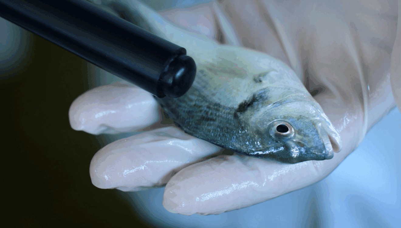 Observación del medio marino en la campaña