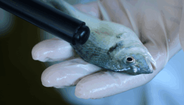 Observación del medio marino en la campaña