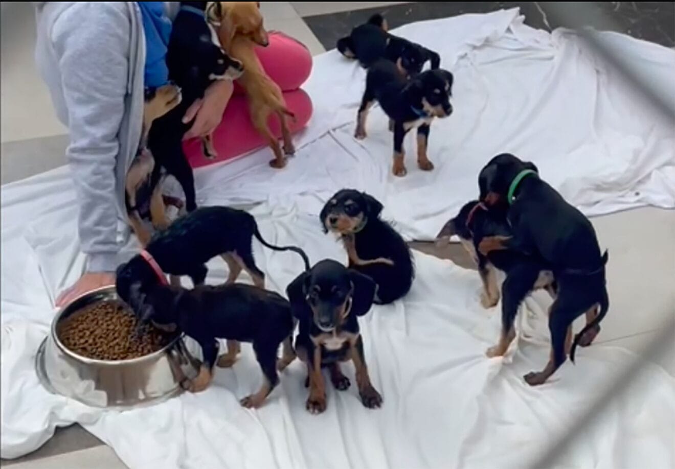 Perros rescatados en Dénia