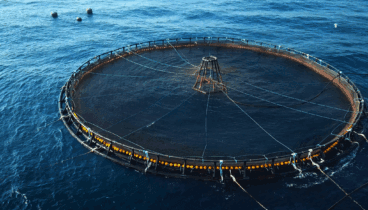 Tradición marinera de Dénia en la nueva campaña de la GVA