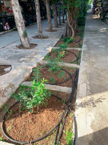 Zona de jardín en el cementerio de Dénia para Todos los Santos