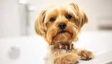 cuida de la salud dental de tu mascota con un 20 de descuento