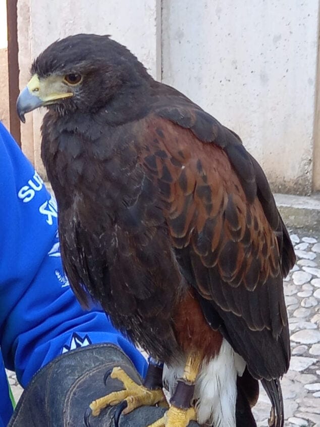 Dénia utilizará águilas para atemorizar a las gaviotas que anidan sin control en el castillo 2 Imagen: Águila que se empleará para el control de gaviotas en Dénia