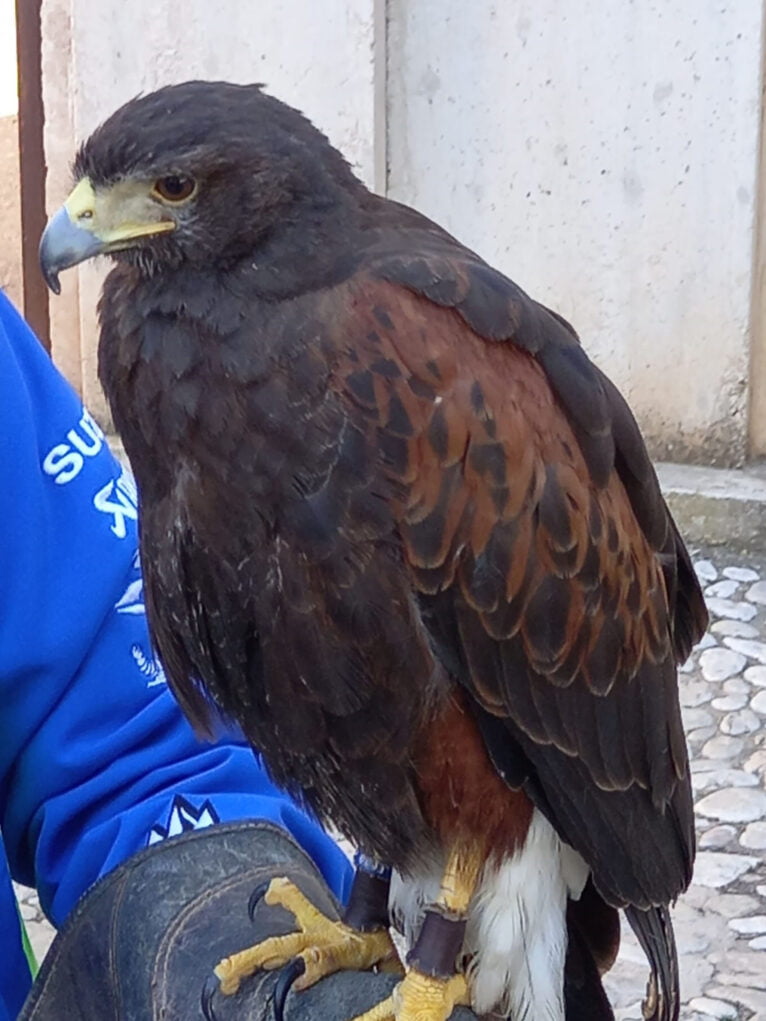 Águila que se empleará para el control de gaviotas en Dénia