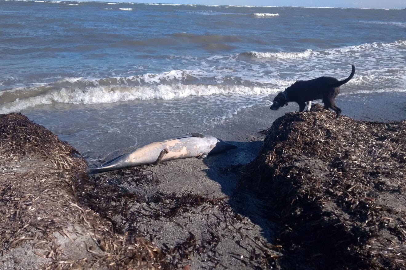 Un perro junto al delfín que el temporal ha sacado del agua en Dénia