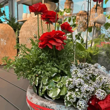 Plantas de topo tipo y colores en Monverd