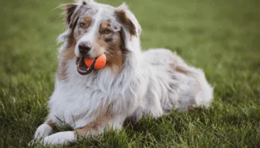 prevencion de la leishmaniosis con clinica veterinaria saladar