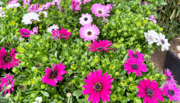 llega la primavera a monverd