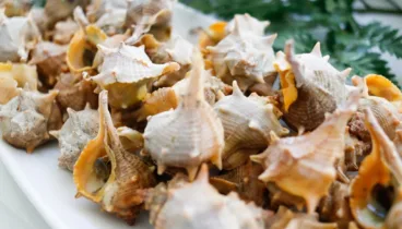 Caracolas de mar para degustar acompañadas