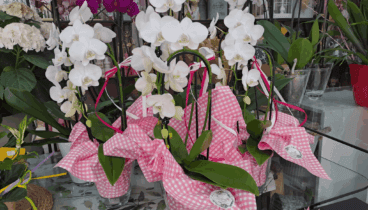 Flores que hablan de amor en un día especial