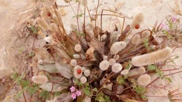 mariquitas en la playa de denia