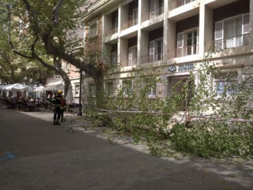Rama que se ha precipitado en Marqués de Campo