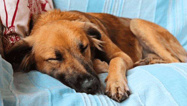 10 consejos imprescindibles para proteger a tus mascotas en verano de las olas de calor 2 Imagen: Ambiente fresco en casa