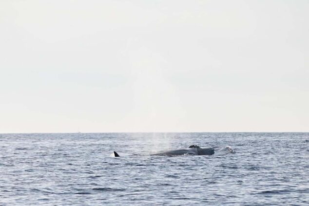 Imagen: Avistamiento de una ballena en Dénia | Foto de UPV