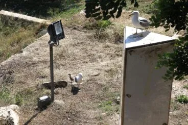 bajan el volumen al ahuyentador de gaviotas de denia 04
