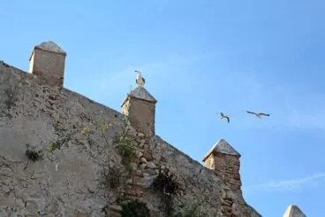 Bajan el volumen al ahuyentador de gaviotas de Dénia 05