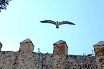 Bajan el volumen al ahuyentador de gaviotas de Dénia 06