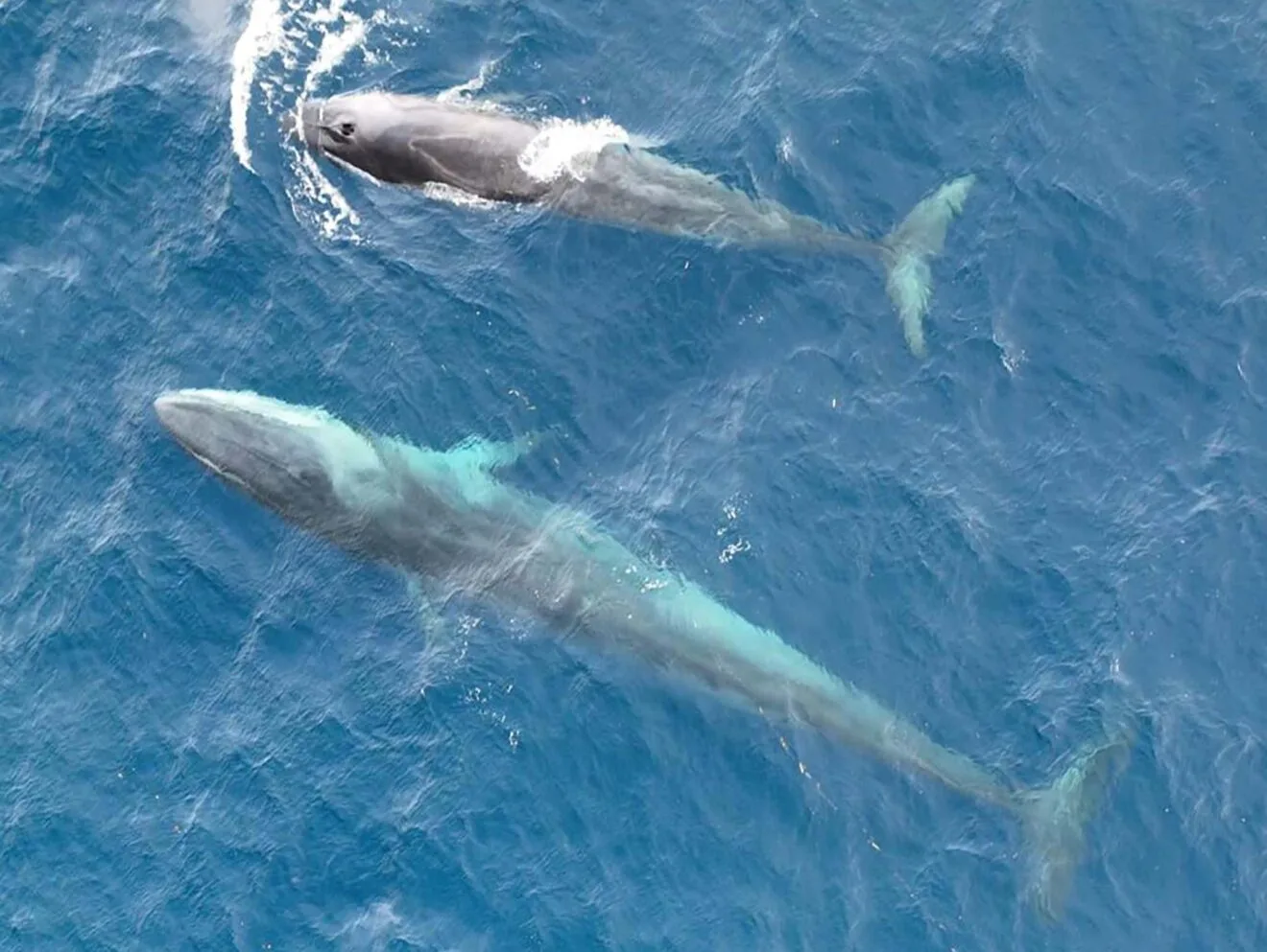 Ballenas en Dénia deste el aire | Foto de EDMAKTUB