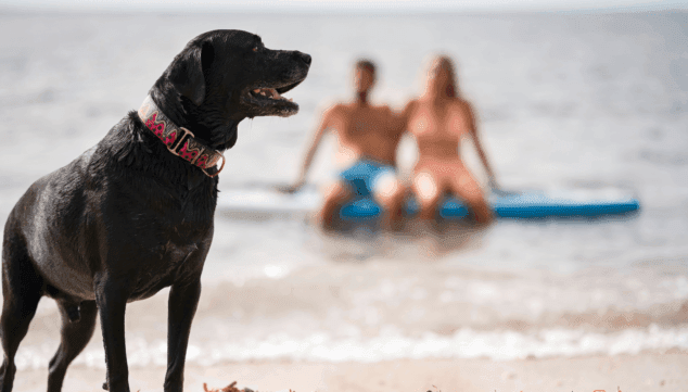 10 consejos imprescindibles para proteger a tus mascotas en verano de las olas de calor 6 Imagen: Baños refrescantes para tus mascotas