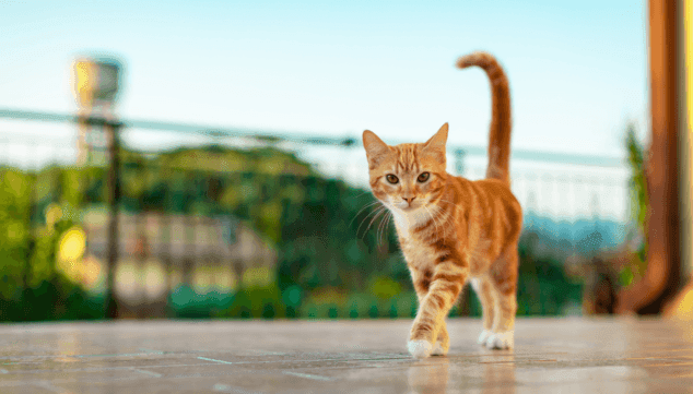 10 consejos imprescindibles para proteger a tus mascotas en verano de las olas de calor 5 Imagen: Cuidado con los pavimentos