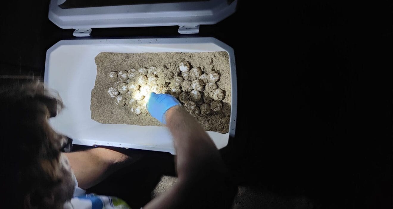 Huevos recogidos en la playa de Dénia