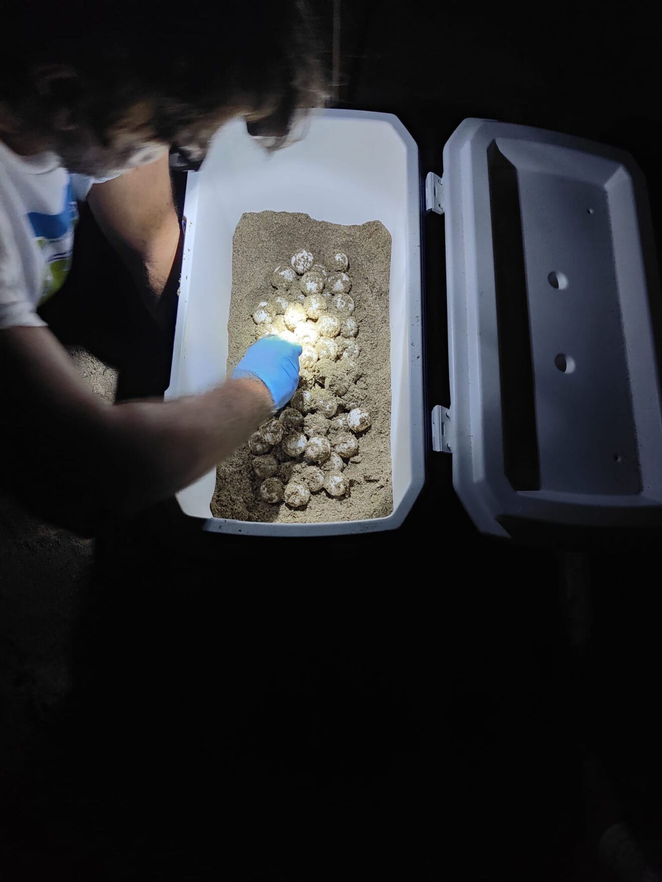 Más de un centenar de huevos depositados por la tortuga