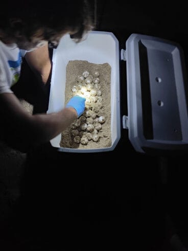 Más de un centenar de huevos depositados por la tortuga