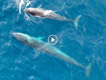 Play Ballenas en Dénia deste el aire _ Foto de EDMAKTUB
