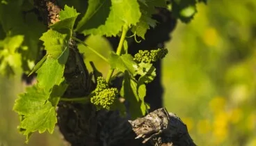 Producción ecológica y biodinámica