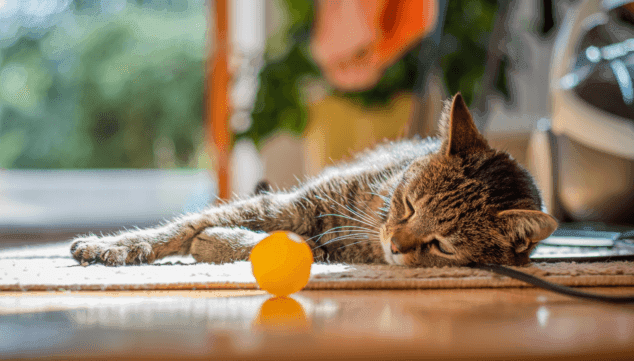 10 consejos imprescindibles para proteger a tus mascotas en verano de las olas de calor 4 Imagen: Sombras y refugios para tus mascotas