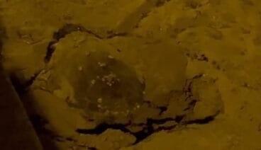 tortuga desovando en la playa marineta cassiana de denia