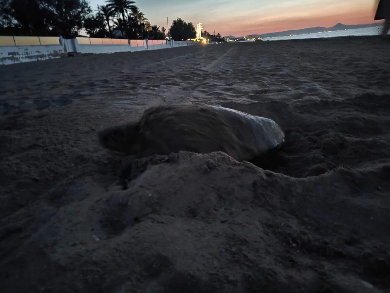 Tortuga marina desovando en Dénia