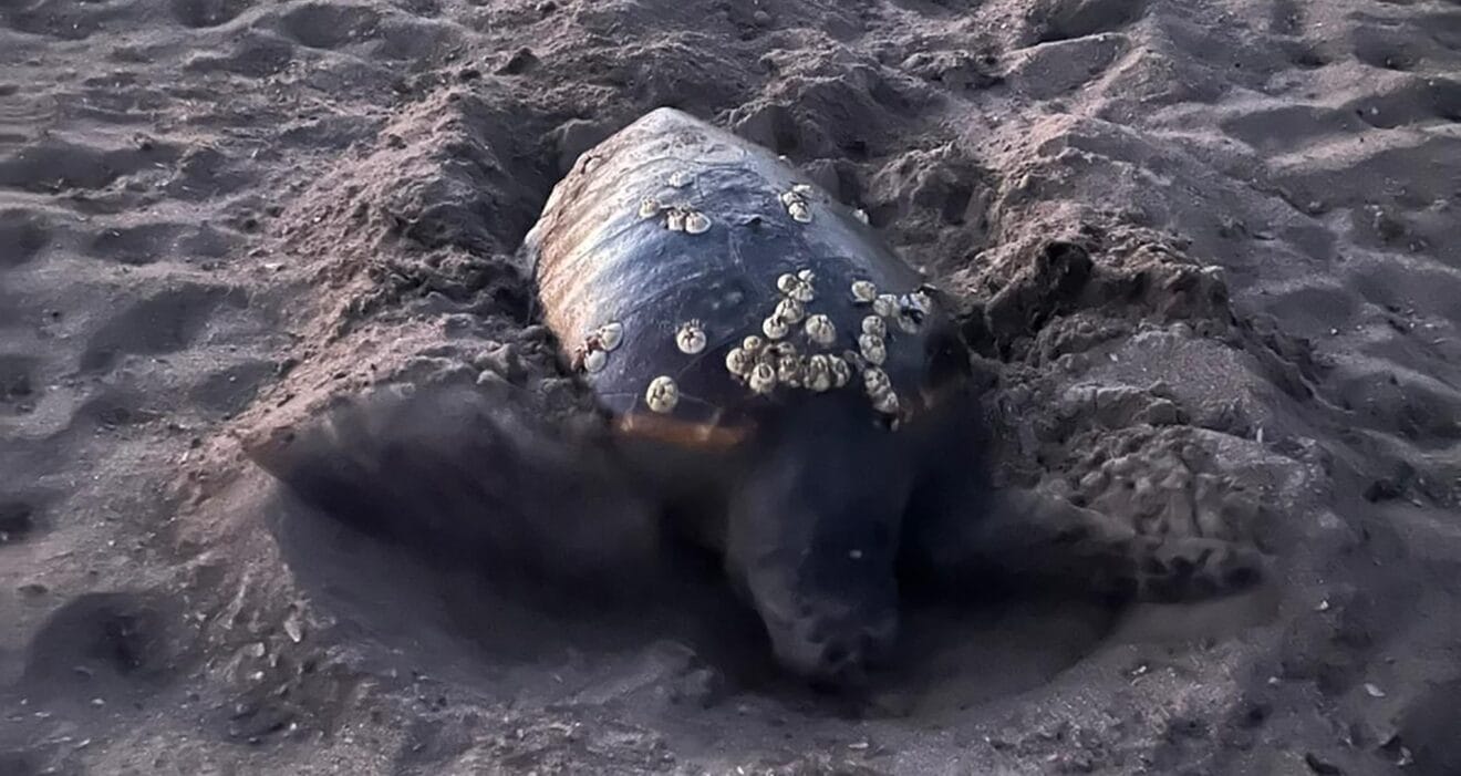 Tortuga poniendo sus huevos en la playa Les Marines