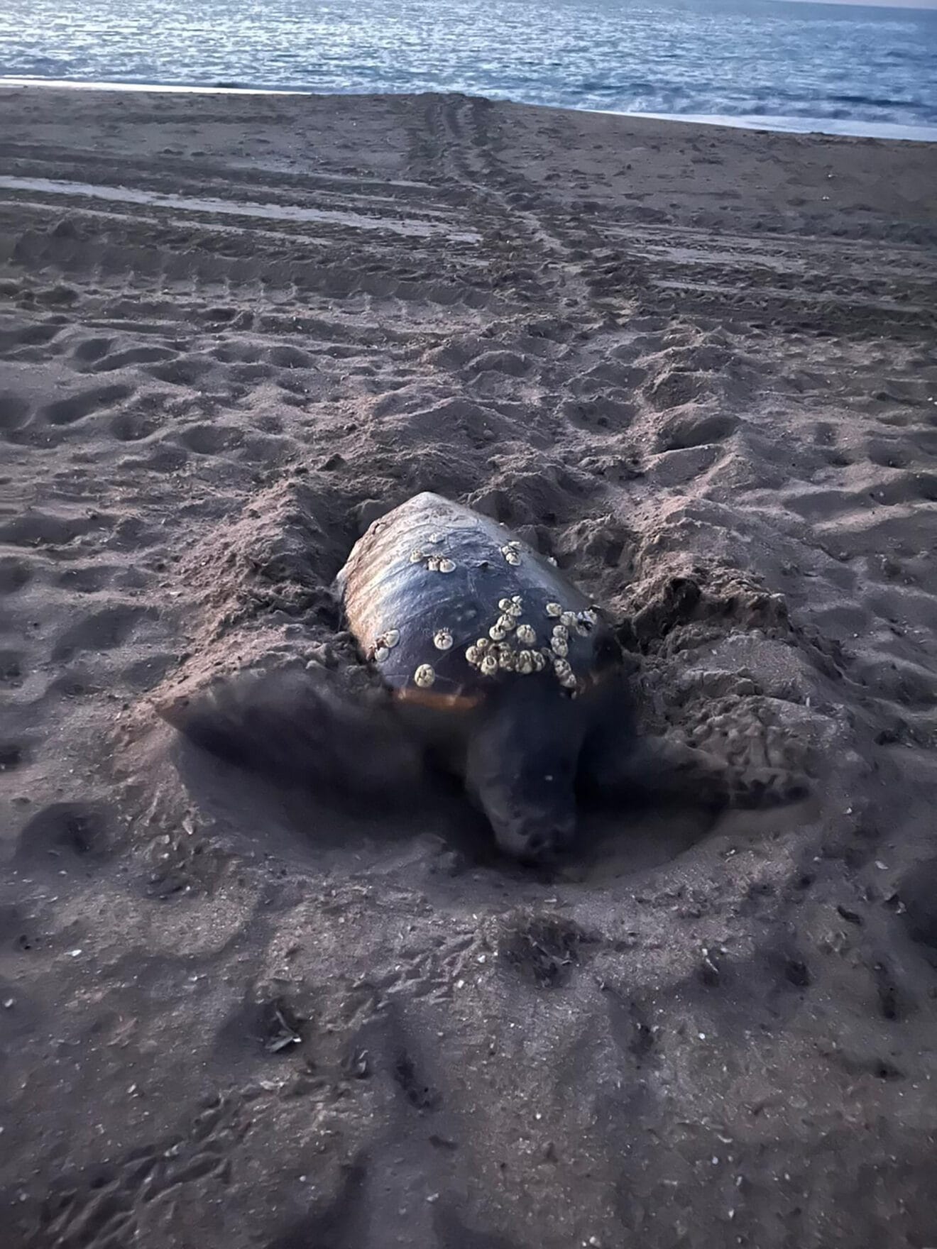 Tortuga poniendo sus huevos en la playa Les Marines de Dénia