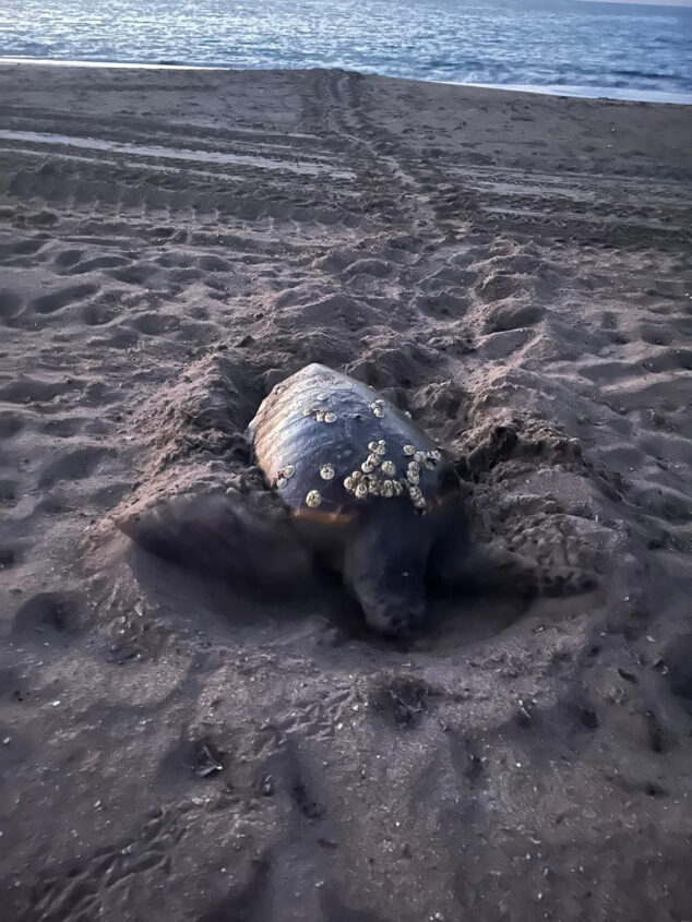 Imagen: Tortuga poniendo sus huevos en la playa Les Marines de Dénia