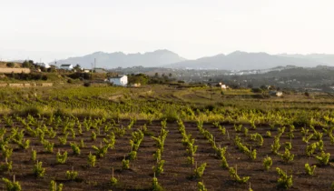 Un paseo por los viñedos de Montesanco