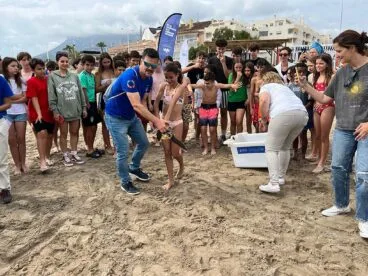 una de las tortugas volviendo al mar en la playa de denia