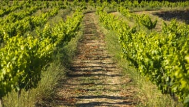 Viñas viejas de más de 60 años