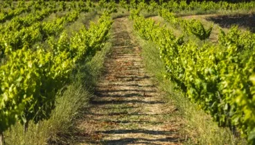 Viñas viejas de más de 60 años