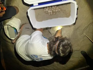 Un técnico recupera los huevos depositados por la tortuga en Dénia