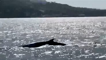 ballenas avistadas en denia