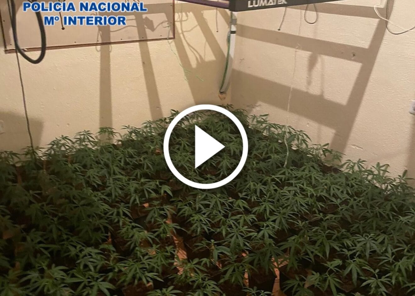 Cultivo de marihuana indoor desmantelado en Dénia
