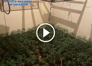 Cultivo de marihuana indoor desmantelado en Dénia